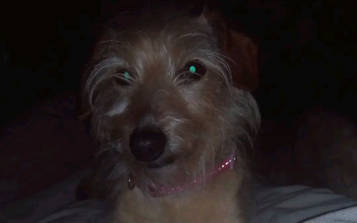 Zbiórka Pomoc dla mnie i dla moich psów. - zdjęcie główne