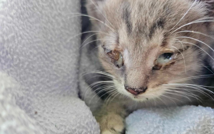 Zbiórka Wzrok i zycie dzikich kociąt - zdjęcie główne