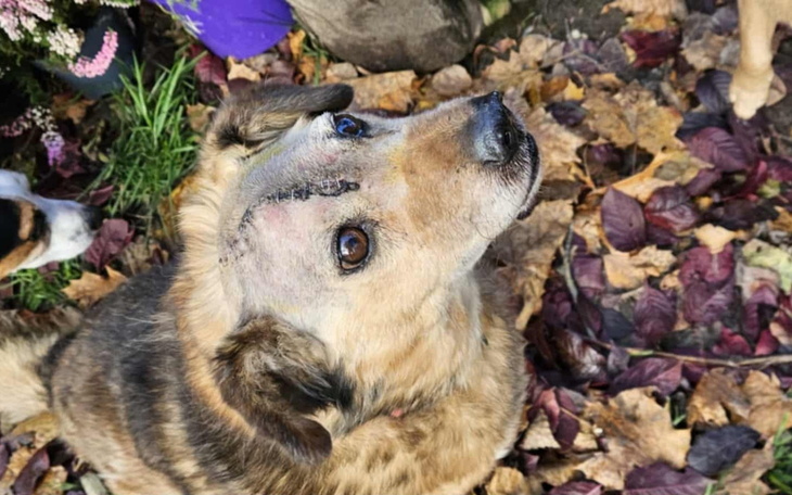 Pies z blizną na głowie, patrzący w górę.