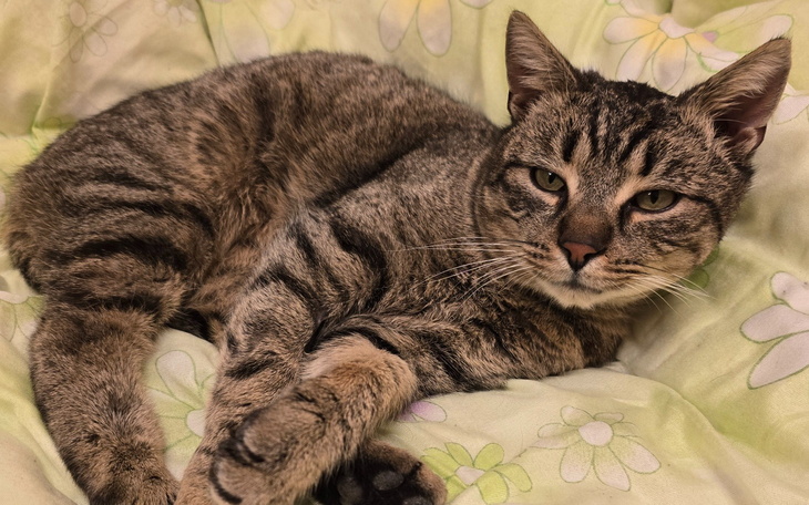 Kot leżący na poduszce, wygląda na zrelaksowanego.