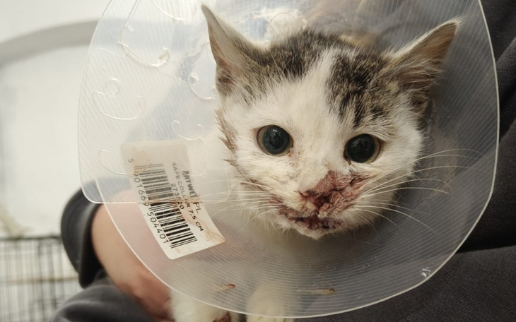 Kotek z opatrunkiem na głowie, z wyraźnymi oczami i uszkodzeniami.