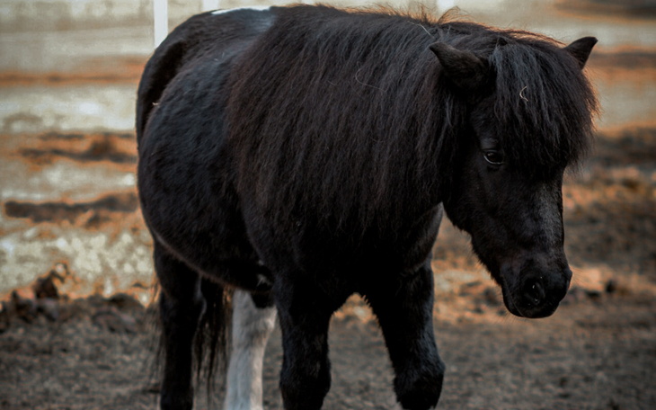 Czarny kucyk spacerujący po pastwisku, z bujną grzywą.