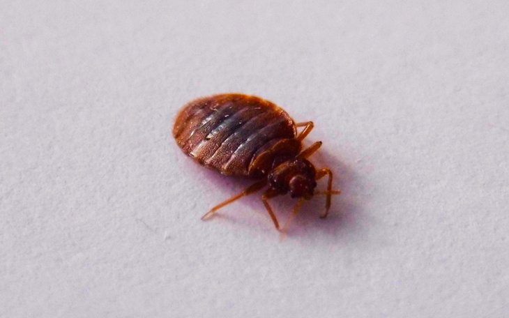 Zbiórka Odpluskwianie mieszkania - zdjęcie główne