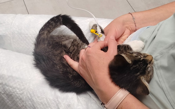 Zbiórka Zapalenie Jelit U Frytka - zdjęcie główne