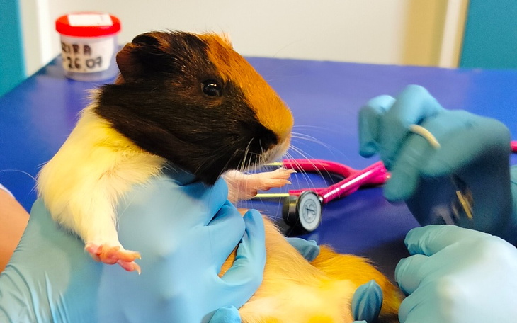 Zbiórka Rzuć nam koło ratunkowe - zdjęcie główne