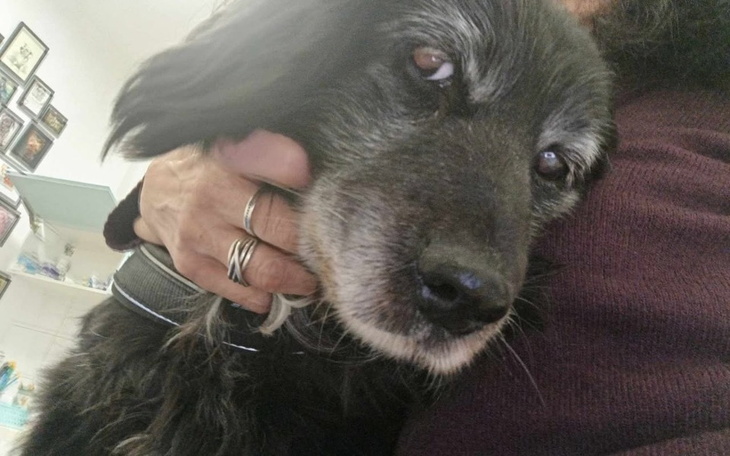 Czarny pies przytulony do właściciela, z bliska.