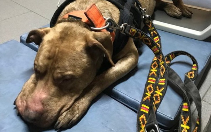 Zbiórka Boston - środki na rehabilitację - zdjęcie główne