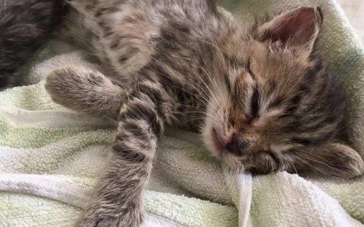 Szczęśliwy pies z uśmiechem na tle zielonej trawy.