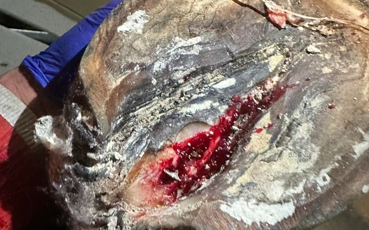 Zbiórka Rak kopyta - RATUJMY ANDALUZJĘ - zdjęcie główne