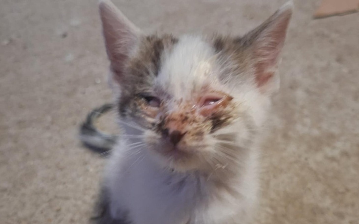 Kotek z uszkodzoną twarzą, wygląda na potrzebującego pomocy.