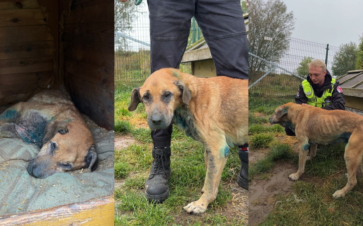 Trzy zdjęcia psa w schronisku, pokazujące jego stan i opiekuna.