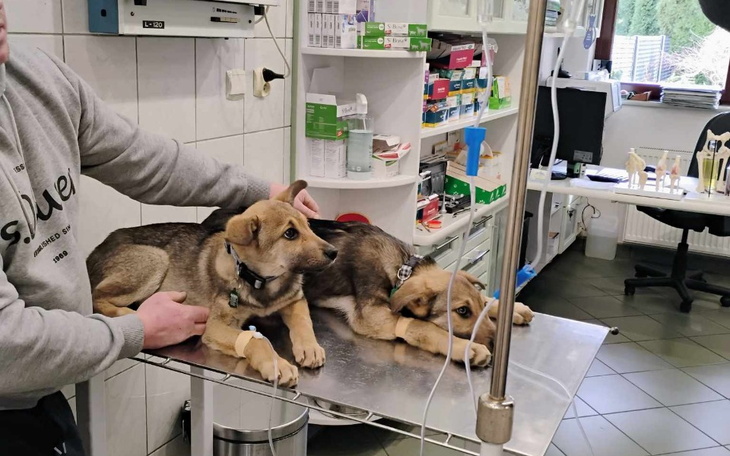 Zbiórka Parwowiroza ich zabija - zdjęcie główne