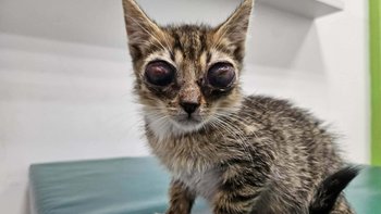 Zbiórka 🥺 Słoneczko dla mnie zgaśnie 🥺 - miniaturka zdjęcia
