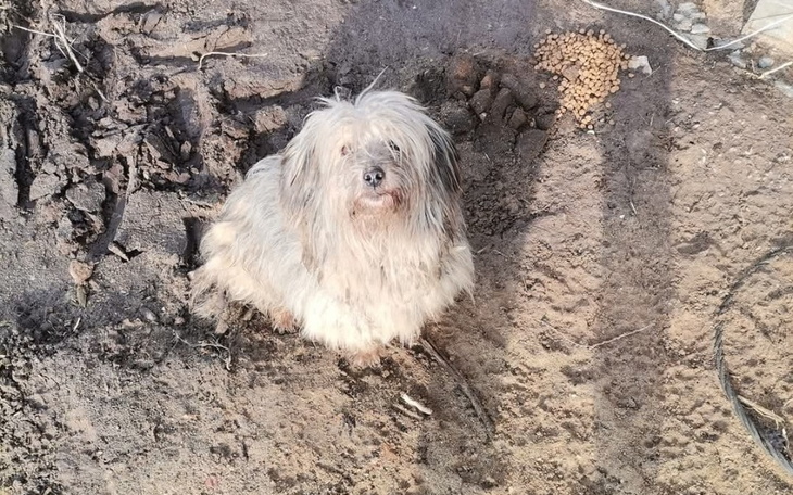 Pies w zarośniętym terenie, wygląda na zagubionego.