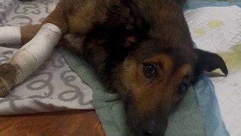 Zbiórka Kajtek walczy o zdrowie - miniaturka zdjęcia