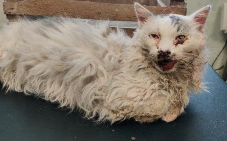 Zbiórka Zbiórka dla felixa - zdjęcie główne