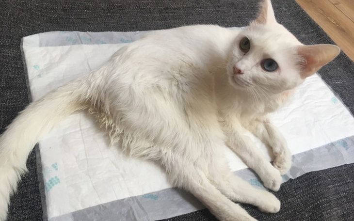 Zbiórka Kotka Feta - leczenie nowotworu - zdjęcie główne