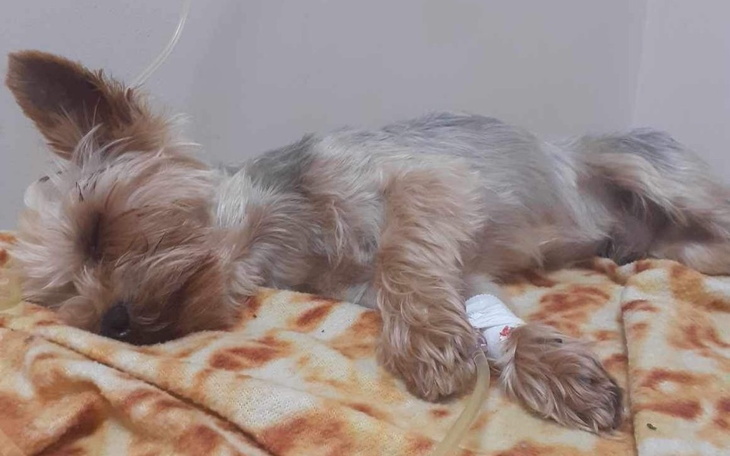 Zbiórka Paraliż zabija moje ciało - zdjęcie główne