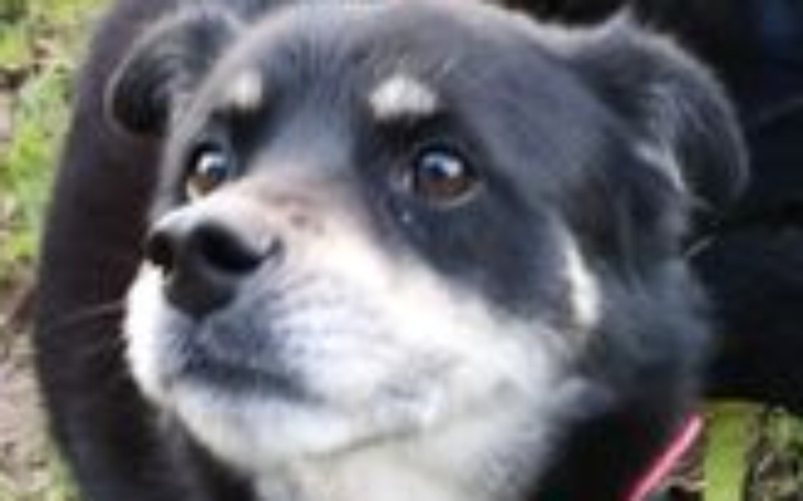 Zbiórka Zabiegi weterynaryjne Czarusia - zdjęcie główne