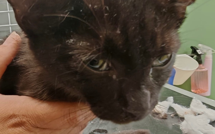 Czarny kot trzymany w rękach, z wyrazem ciekawości na twarzy.