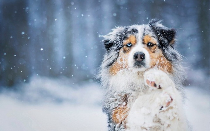 Zbiórka Ogrzej psie łapy zimą! / zbiórka - zdjęcie główne