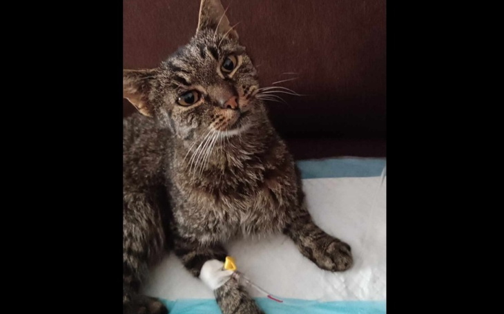 Zbiórka Leczenie dla Dżinksa - zdjęcie główne