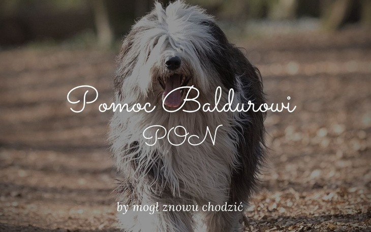 Zbiórka Wsparcie Baldura - zdjęcie główne