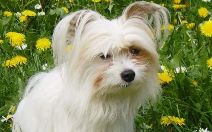 Pies rasy Maltese wśród kwiatów mniszka lekarskiego.