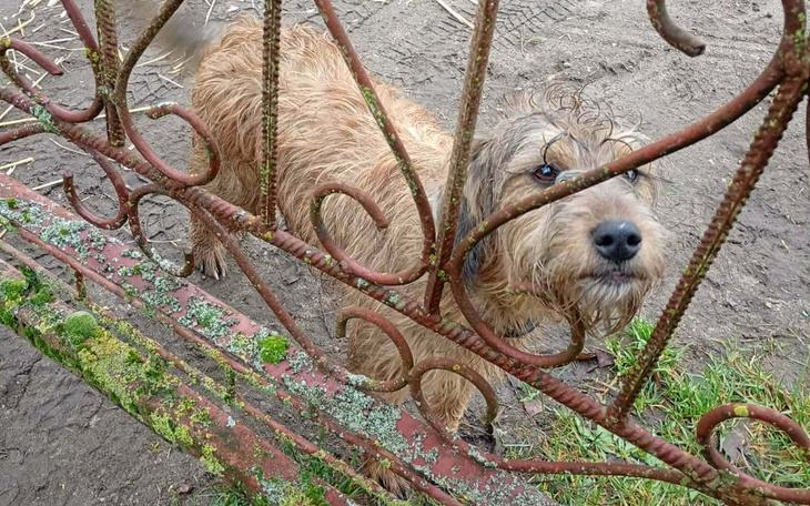 Pies wyglądający przez ogrodzenie, z ciekawym spojrzeniem.