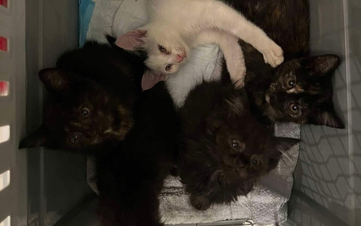 Cztery kocięta w koszyku, szukające domu.