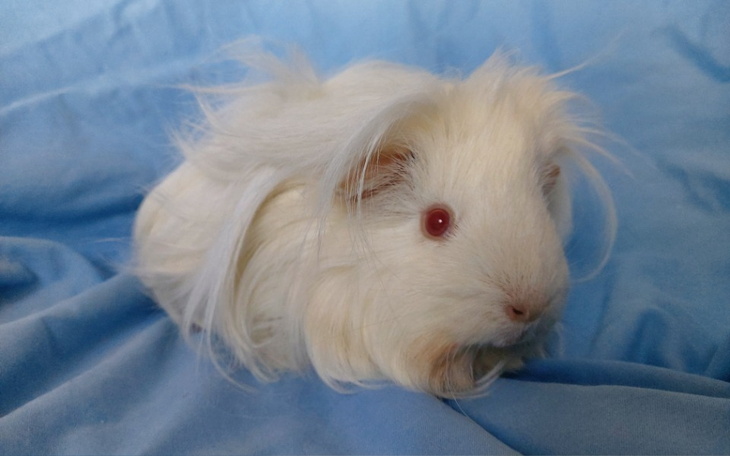 Zbiórka Faktury czerwiec-lipiec i Remus - zdjęcie główne