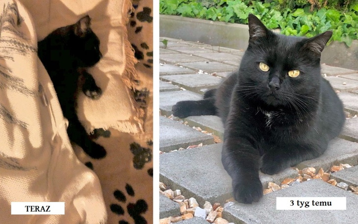 Zbiórka Elvis-zapalenie otrzewnej PILNE - zdjęcie główne