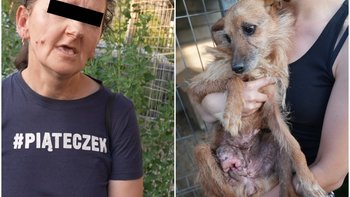 Zbiórka Guz i 16 lat zapomnienia. Ratujemy Kaję z rąk oprawców. - miniaturka zdjęcia
