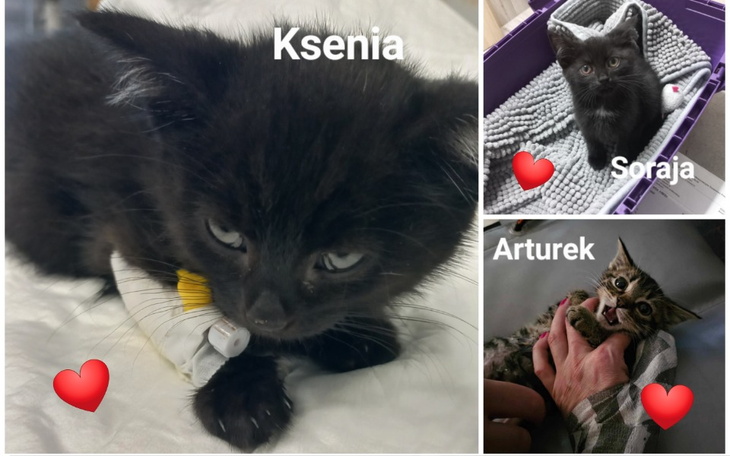 Zbiórka 3 maluchy walczą o życie - zdjęcie główne