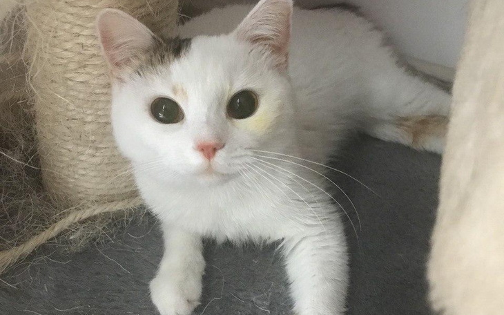 Zbiórka Pomoc Leczenie dla Molly - zdjęcie główne