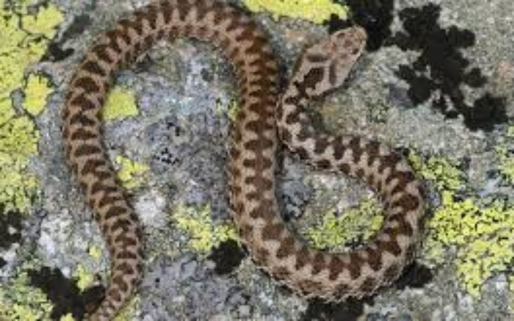 Zbiórka Zrzutka na węża i terarium. - zdjęcie główne