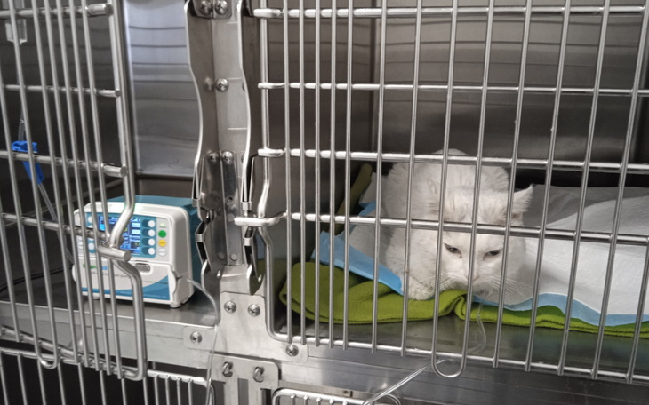 Zbiórka Kot Fifi prosi o szansę na życie - zdjęcie główne