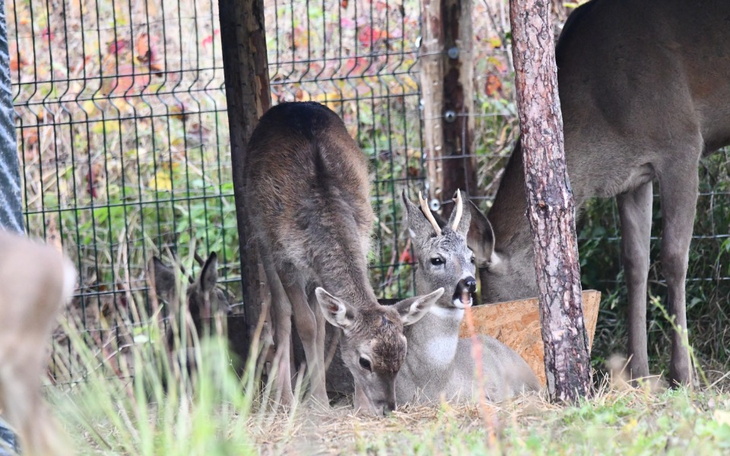 Zbiórka Zakup zbóż i paszy dla dzikich - zdjęcie główne