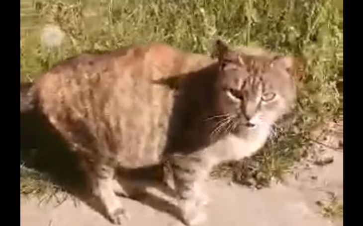 Zbiórka Na pomoc kociakom bezdomnym - zdjęcie główne