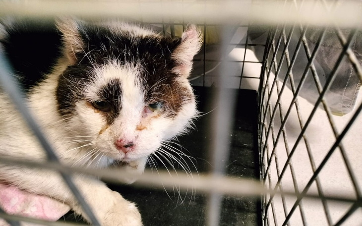 Zbiórka Kenele dla bezdomnych kotów - zdjęcie główne