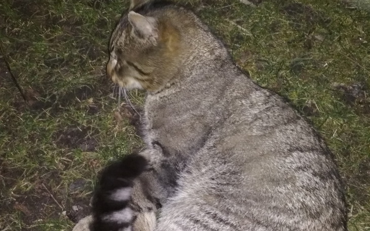 Zbiórka Dla wolnożyjacych kocich bid - zdjęcie główne