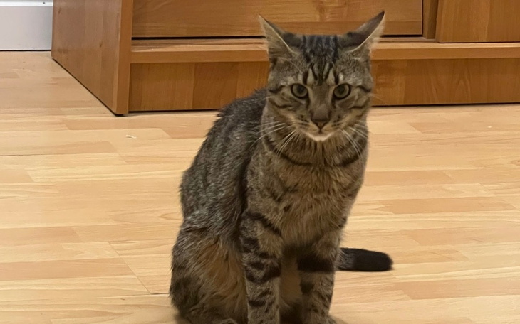 Zbiórka Na leczenie dla mojego kotka - zdjęcie główne