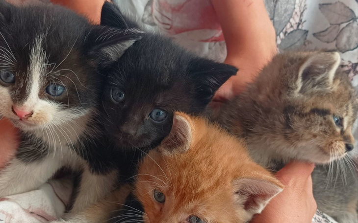 Zbiórka Dożywianie pieski kotki - zdjęcie główne