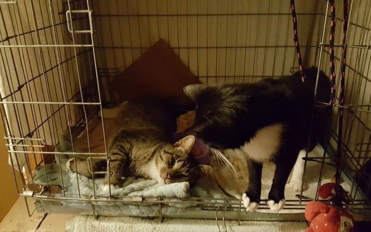 Dwa koty w klatce, jeden leży, a drugi stoi obok.