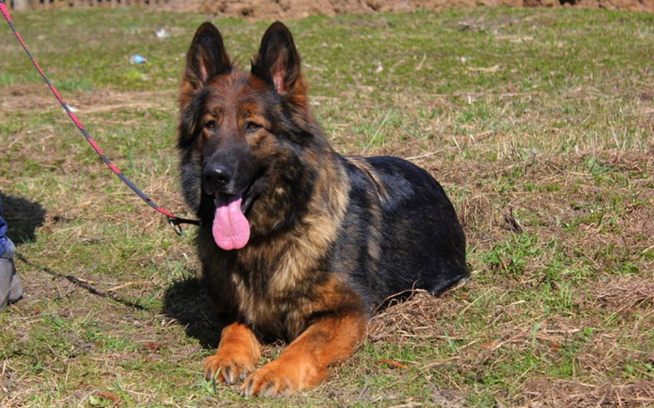 Zbiórka Pomoc dla owczarków - zdjęcie główne