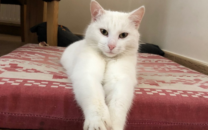 Biały kot leży na poduszce, wyciągając łapy.