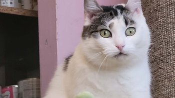 Zbiórka Wiosenna zbiórka na karmę - miniaturka zdjęcia