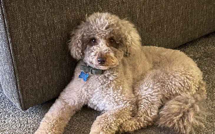 Zbiórka Walka o życie mojej Lily - zdjęcie główne