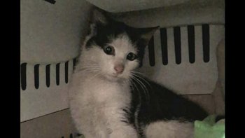 Zbiórka Bazarek HIRO - miniaturka zdjęcia