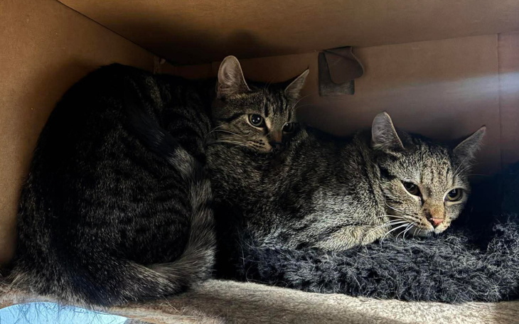 Dwa koty w kartonowym pudełku, przytulone do siebie.